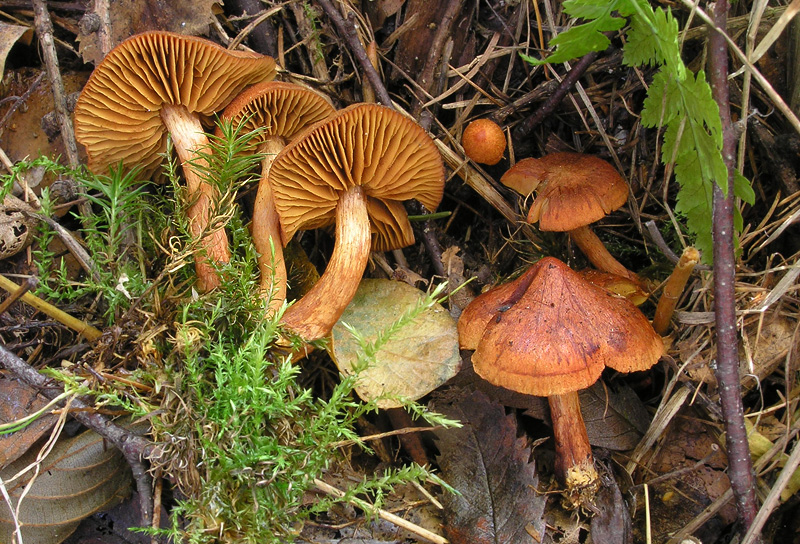 Cortinarius uliginosus